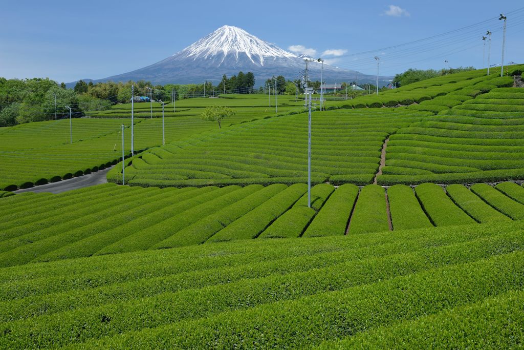 週末の富士山（新作1178）