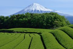 週末の富士山（新作1176）