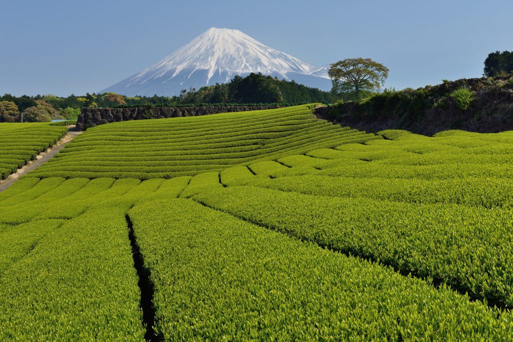 週末の富士山（新作613）
