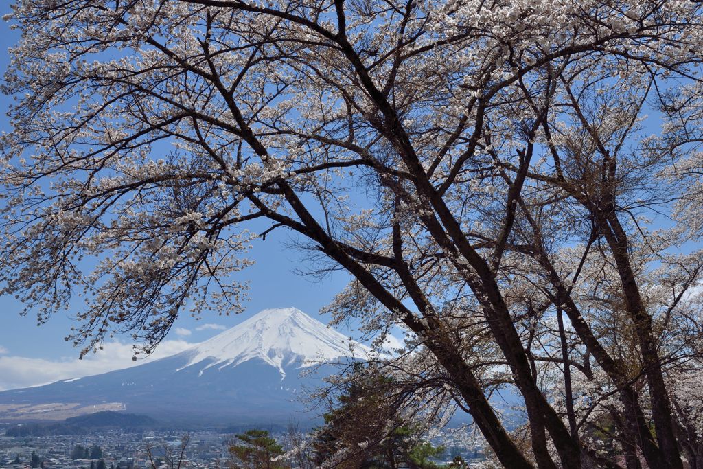 週末の富士山（新作1147）