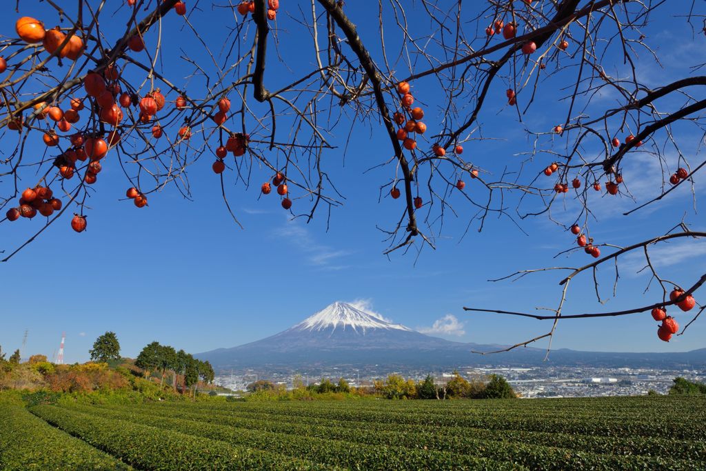 平日の富士山485