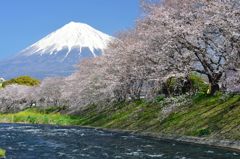 週末の富士山（新作189）