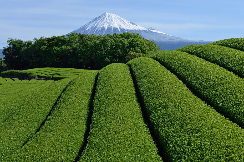 週末の富士山（新作1172）