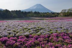 週末の富士山（新作1192）