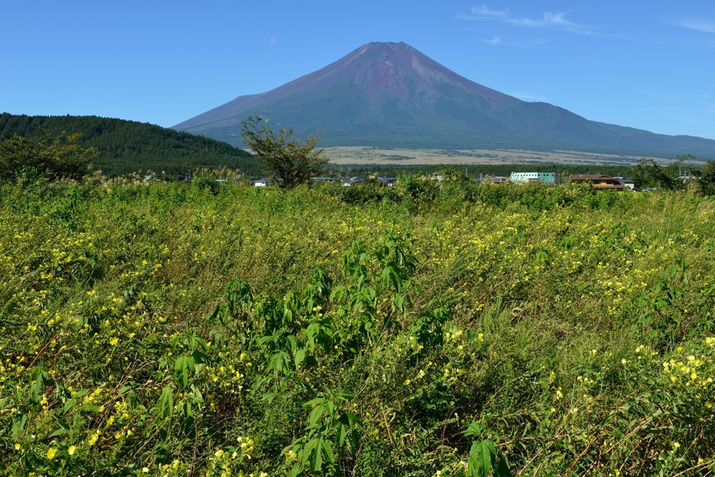 週末の富士山（新作1017）