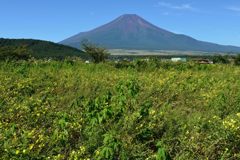 週末の富士山（新作1017）