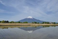週末の富士山（新作888）