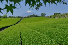 週末の富士山（新作851）
