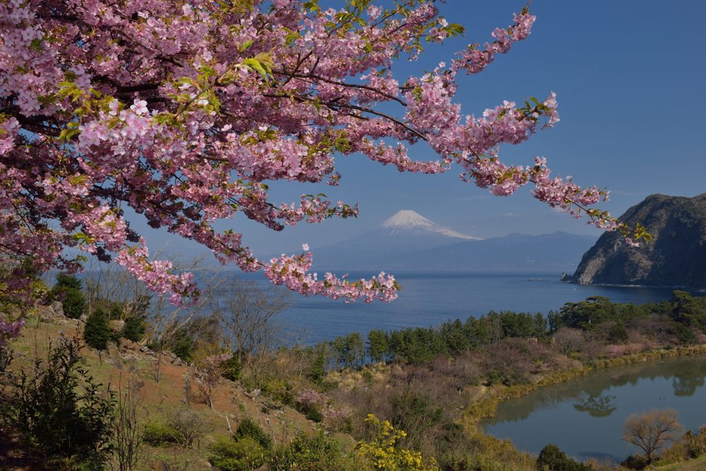 週末の富士山（新作431）
