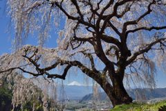 週末の富士山（新作1146）