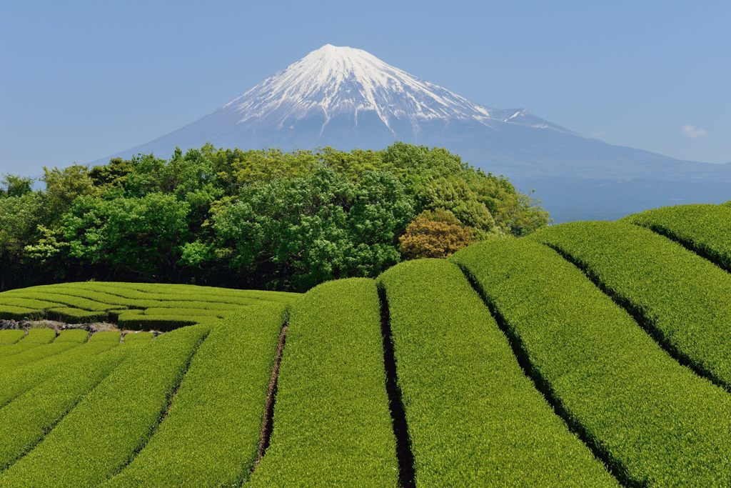 週末の富士山（新作622）