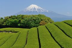 週末の富士山（新作622）