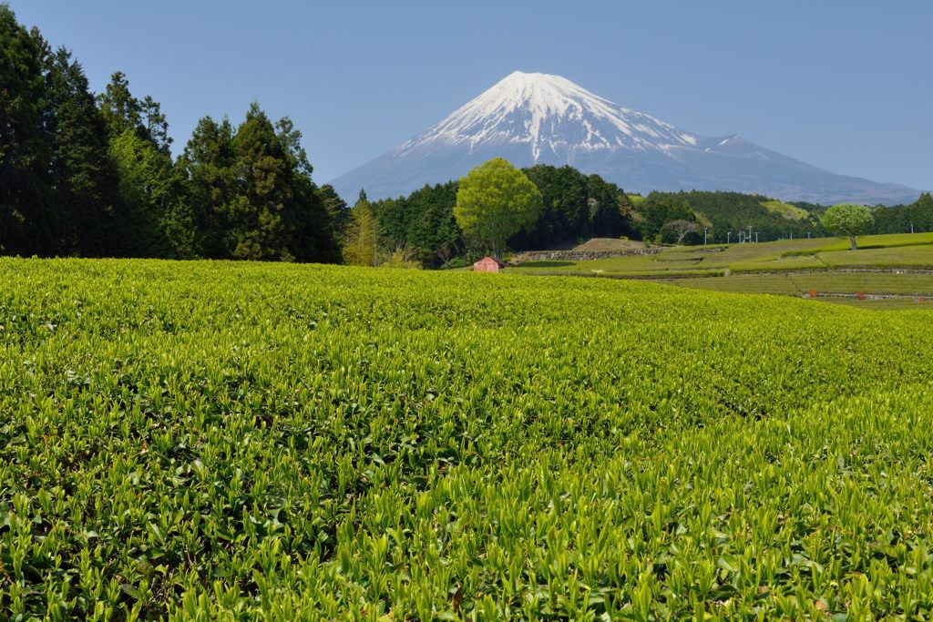 週末の富士山（新作629）