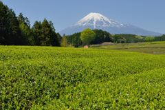 週末の富士山（新作629）
