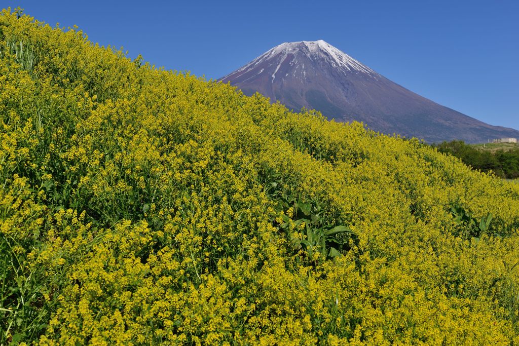 週末の富士山（新作455）