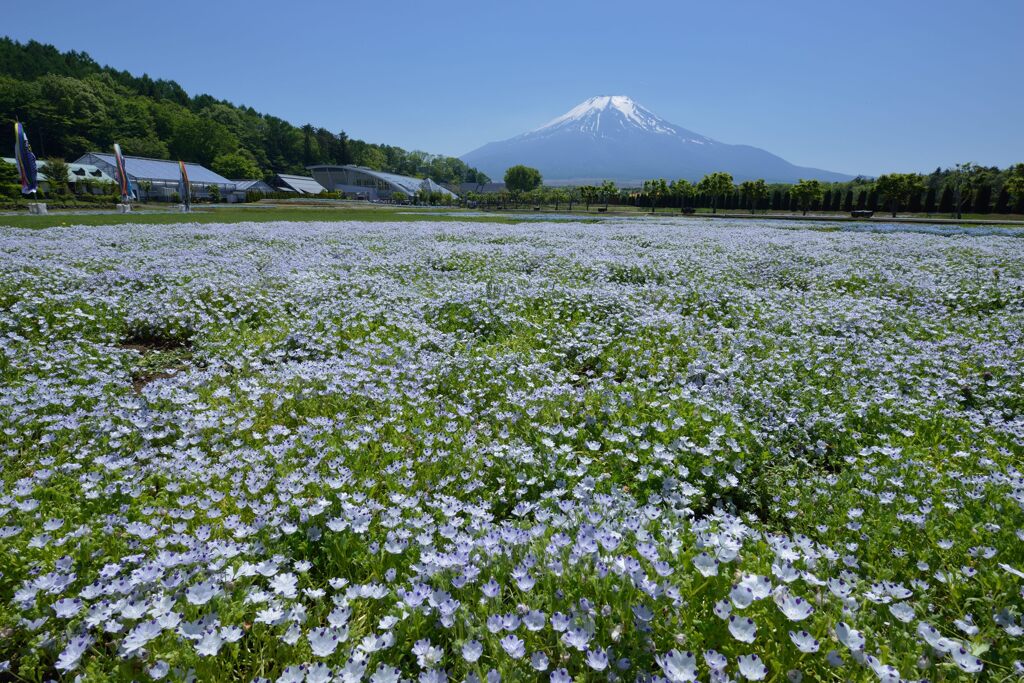 週末の富士山64
