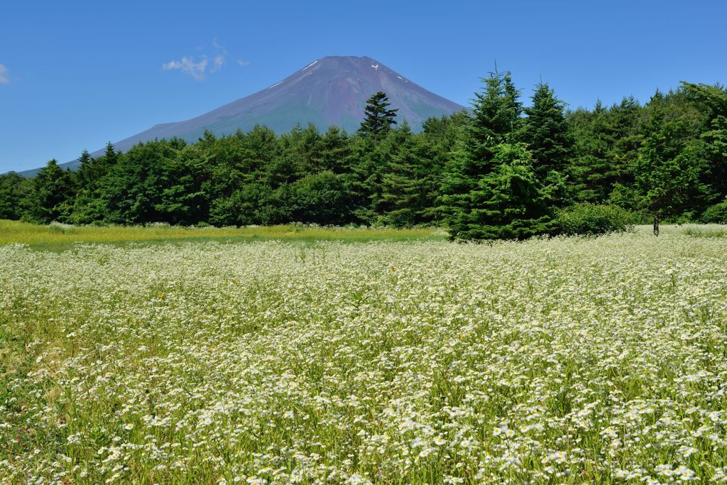 平日の富士山66