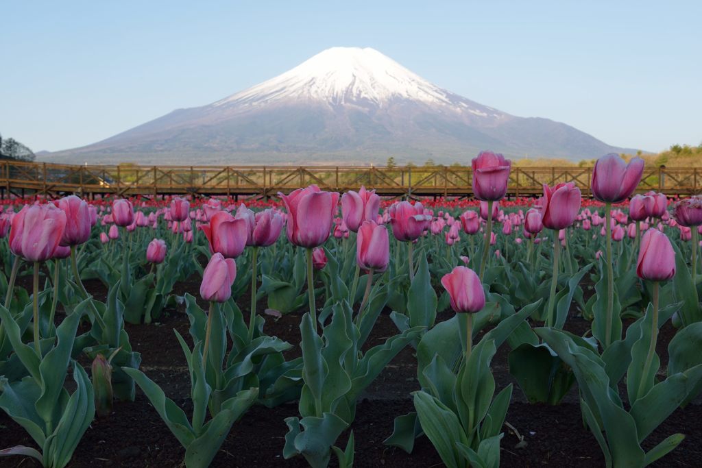 週末の富士山（新作826）