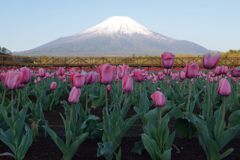 週末の富士山（新作826）
