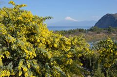 週末の富士山（新作429）