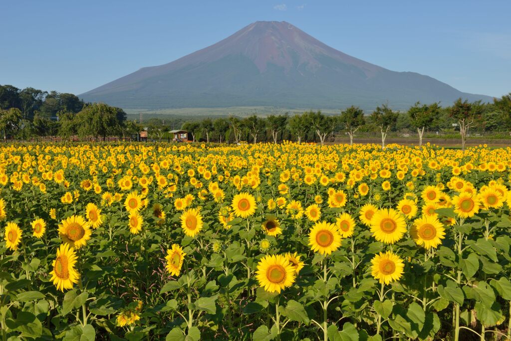 平日の富士山756