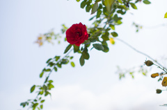 薔薇と空