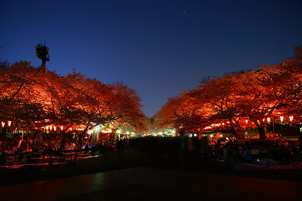 夜桜の宴