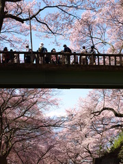 高遠城山公園