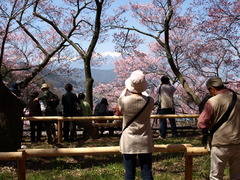 高遠城山公園はカメラマンも満開