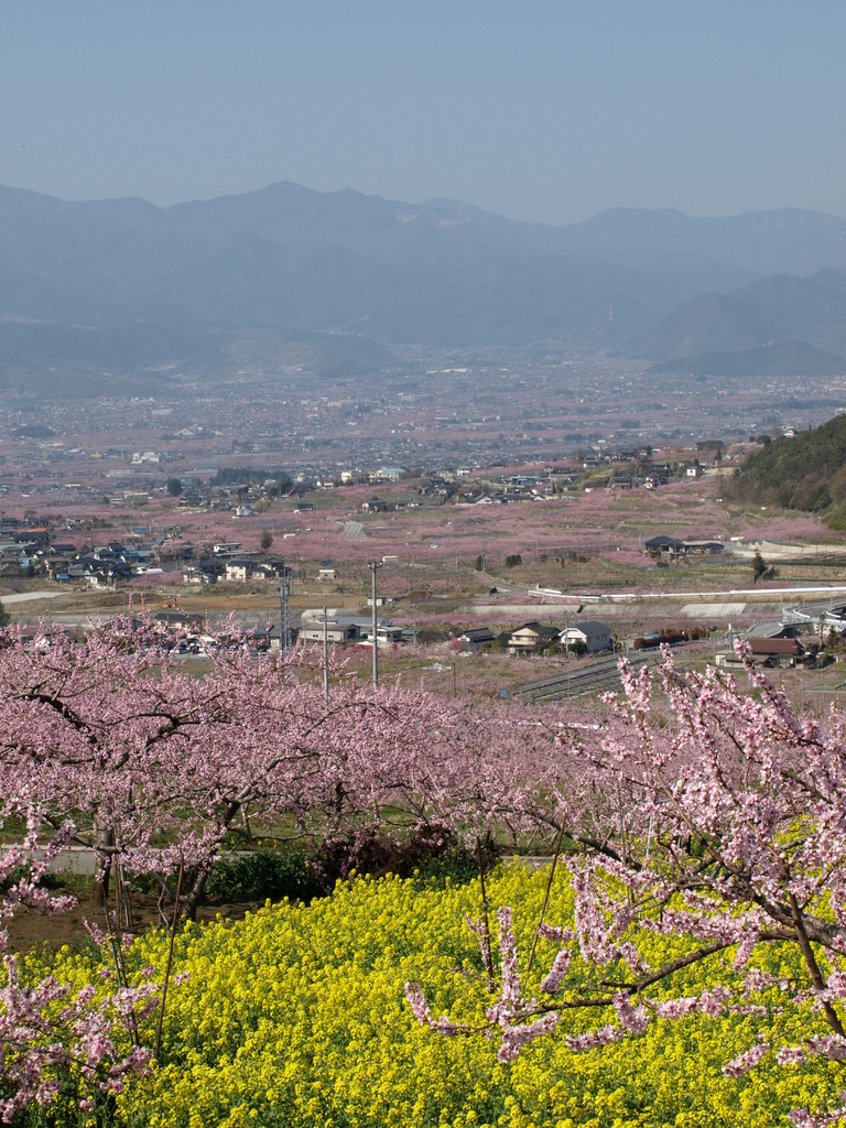 山梨の4月は正に桃源郷