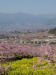 山梨の4月は正に桃源郷