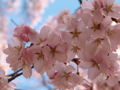 高遠城山公園の彼岸桜