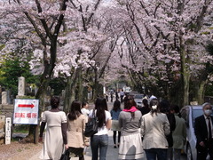 青山霊園　桜吹雪