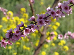 可憐な桃の花