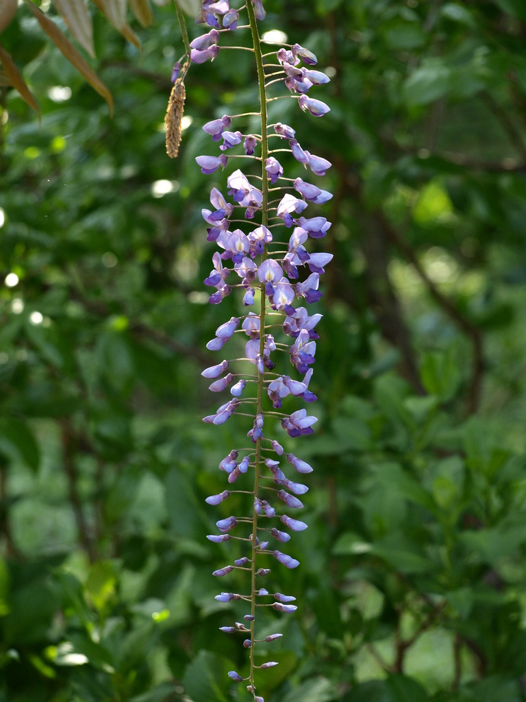 P4290863
