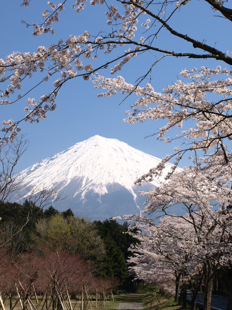霊峰富士の麓は桜満開