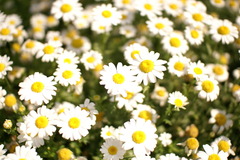 花の絨毯