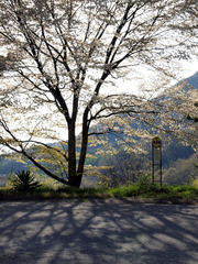 Cerasus jamasakura BusStop