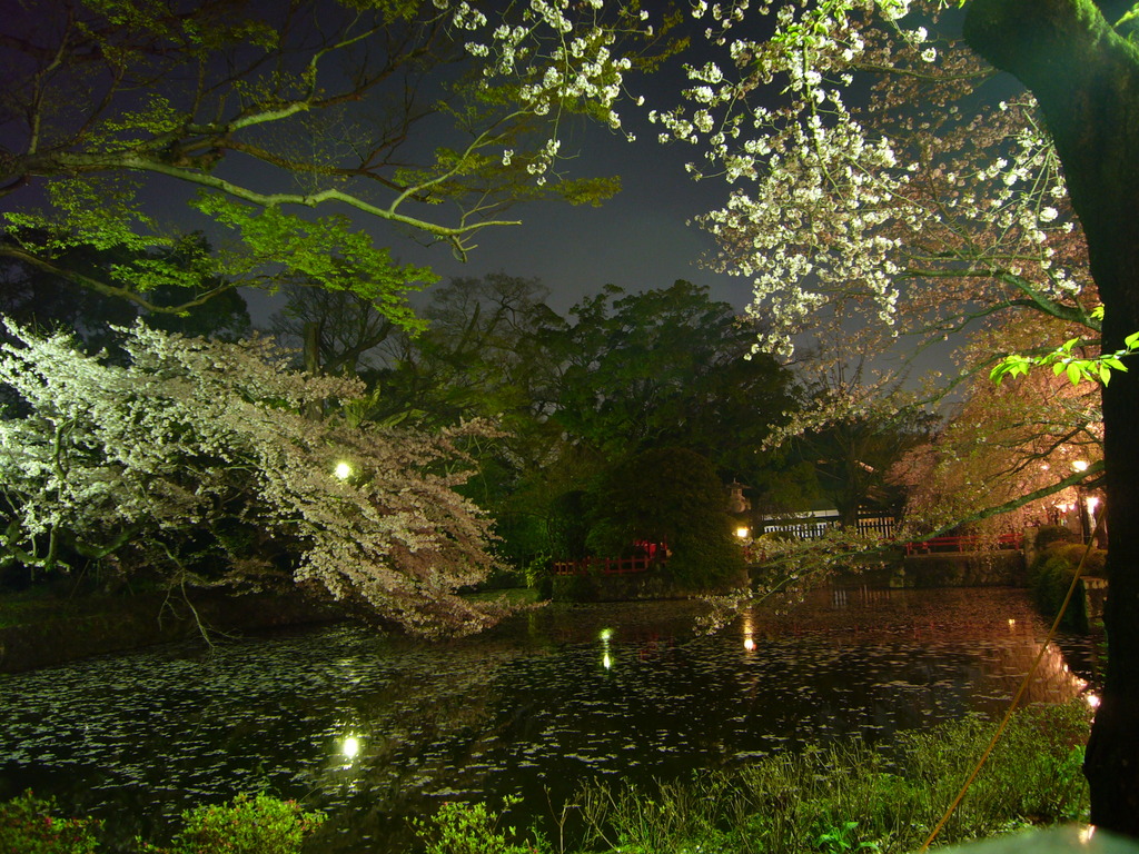 三島大社夜桜