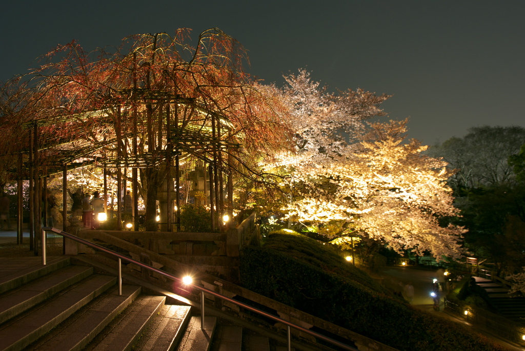 夜桜