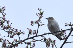 花待ち鳥