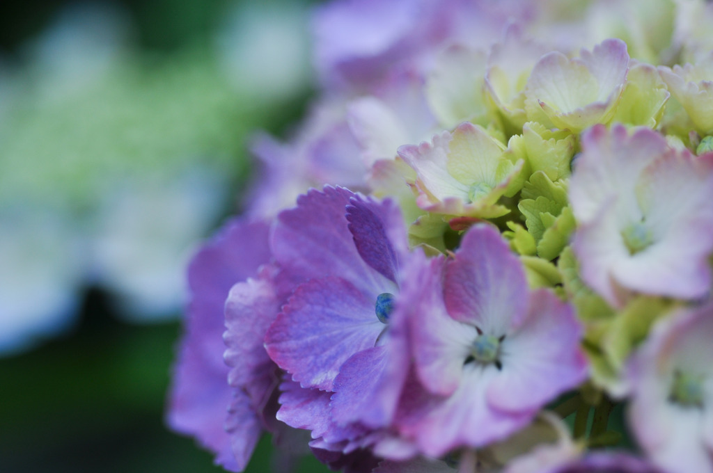 紫陽花まだ若く。