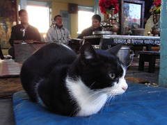 CAT in TEMPLE