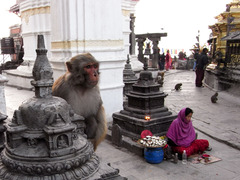 MONKY TEMPLE