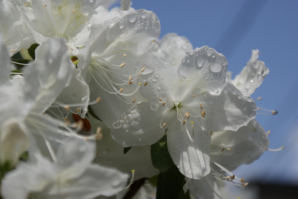 雨上がりの花