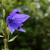 花の香りに誘われて…