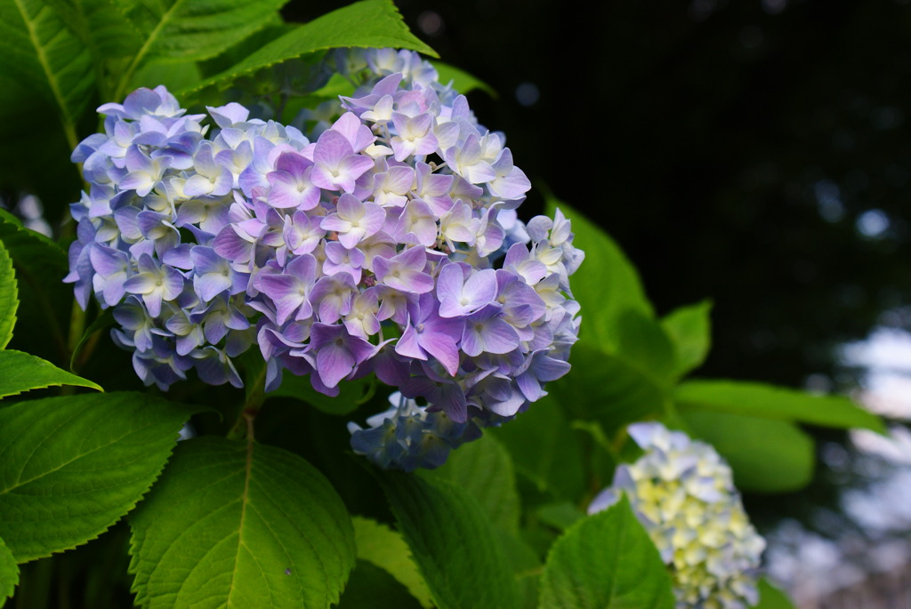 新緑と紫陽花