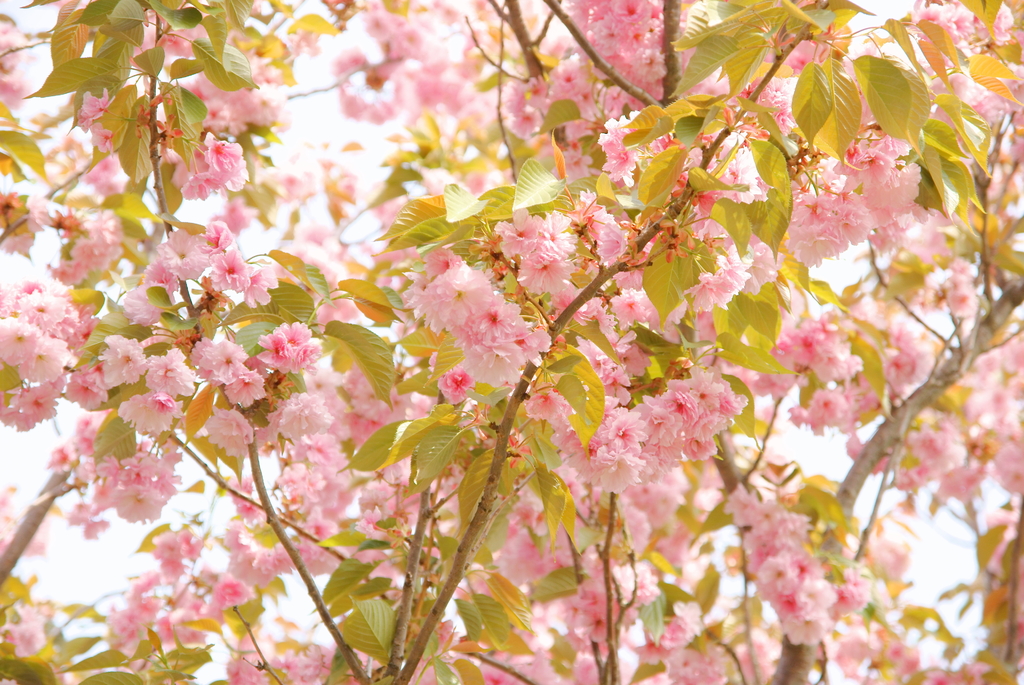 散り始めた八重桜