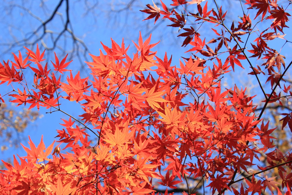 紅葉〜紅〜
