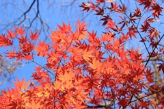 紅葉〜紅〜